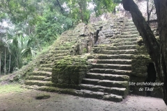 Tikal 6