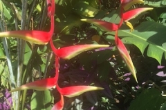 flore jungle
