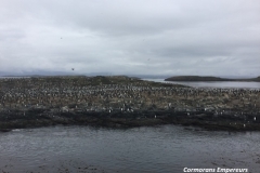 14. CORMORANS EMPEREURS